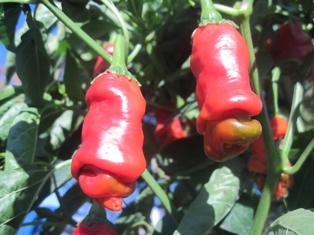 Какой формы бывает перец?