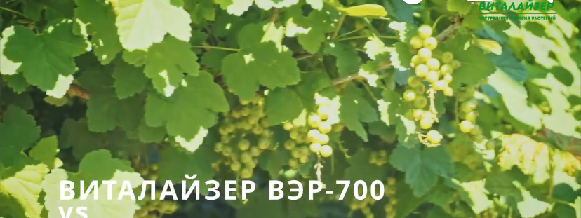 Как применять Виталайзер ВЭР - 700 для защиты растений от холода?