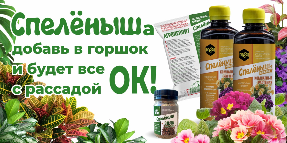 СПЕЛЕНЫША добавь в горшок и будет все с рассадой ОК!