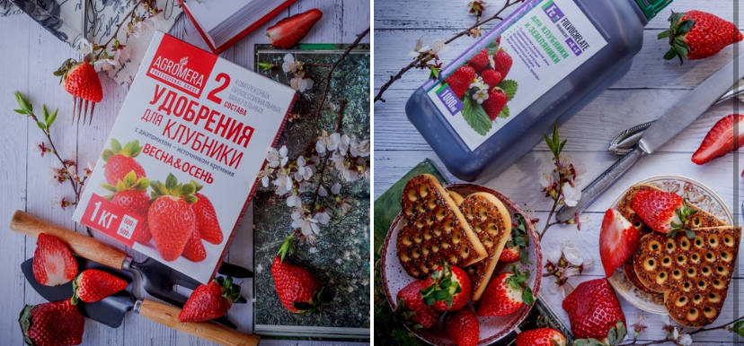 Как повысить урожайность клубники? 