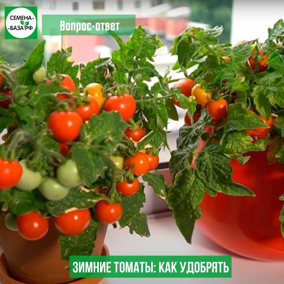 Помидорки на подоконнике подросли, цветут, как подкармливать их?