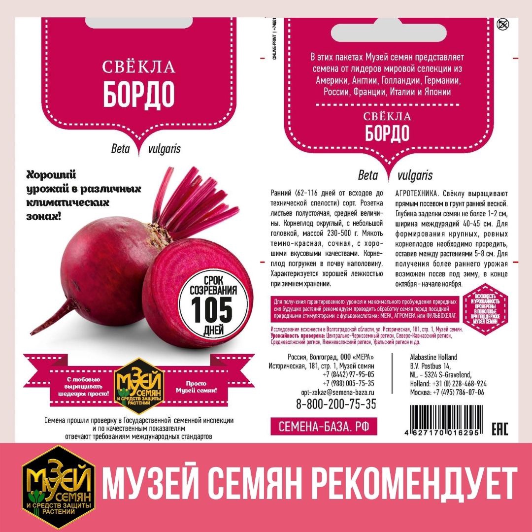 Какую свёклу лучше посадить?