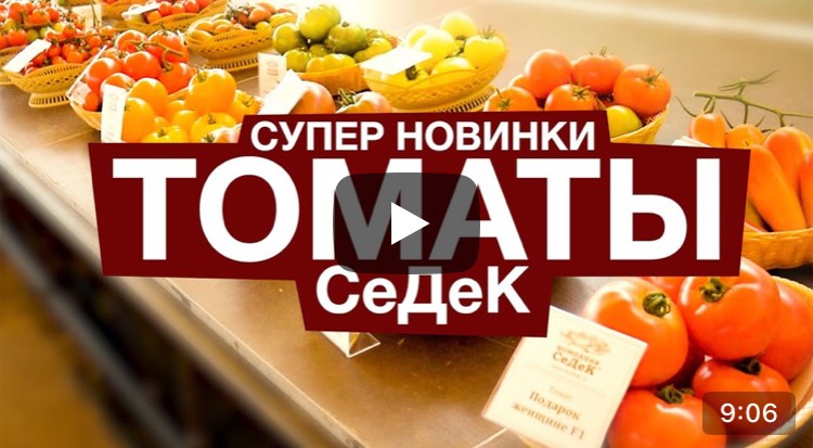 Наше путешествие в СеДеК. Новинки томатов.