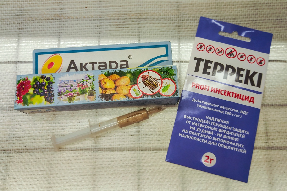 Как избавится от белокрылки в теплице?