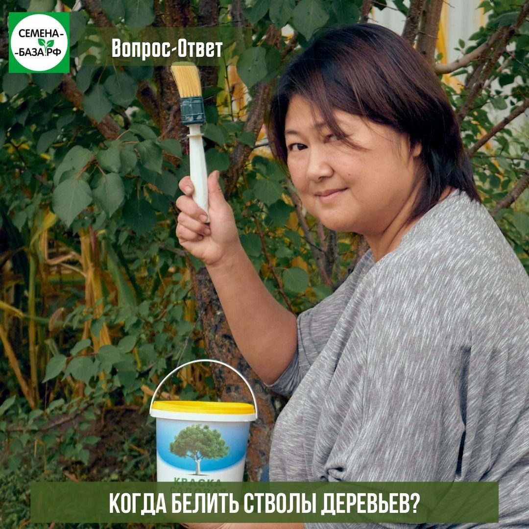 Когда нужно белить деревья