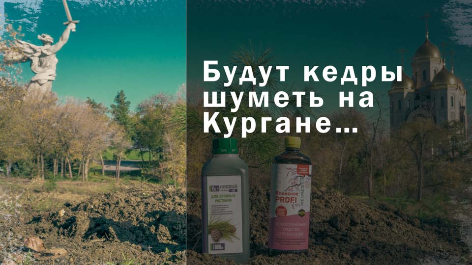 Будут кедры шуметь на Кургане…