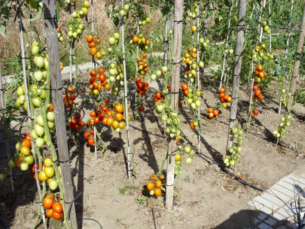 Некоторые обрывают все листья на растениях томата, говорят что так быстрее формируется урожай. Так ли это?