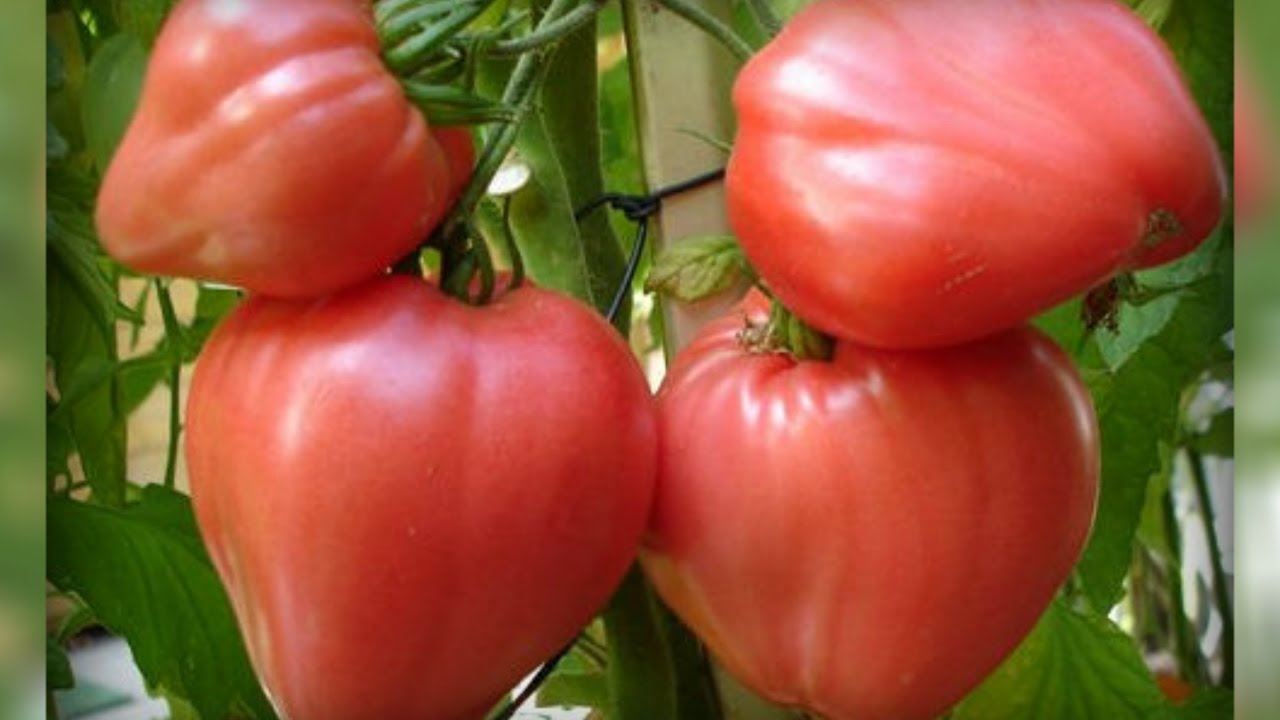Томат «Бычье сердце» - розовый гигант с отличным вкусом