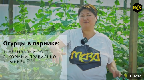 Что происходит с огурцами выращенными со Спелёнышем?