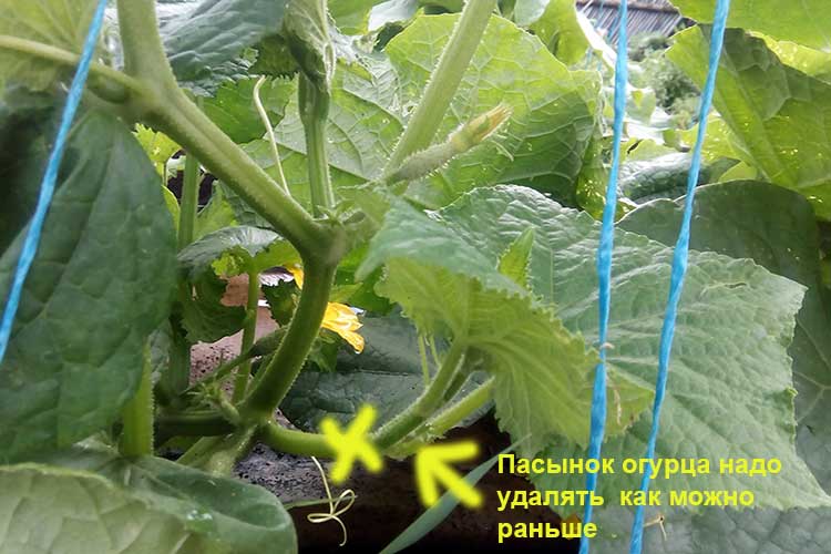 Почему надо удалять цветки и боковые побеги в нижних узлах?