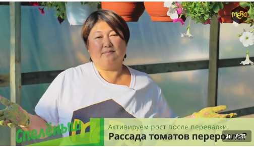 Как высадить переросшую рассаду томатов, чтобы она не тормозила в развитии. 