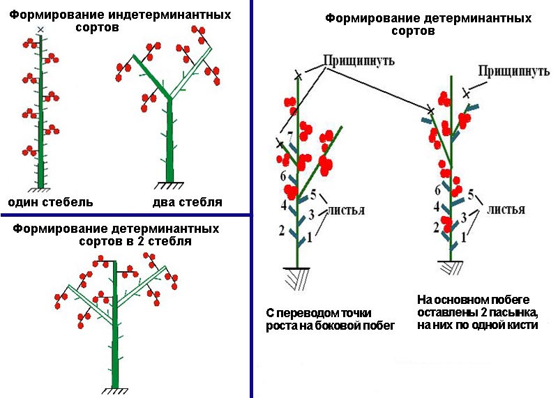 Что значит термин — индетерминантный сорт? В чем особенности ухода?