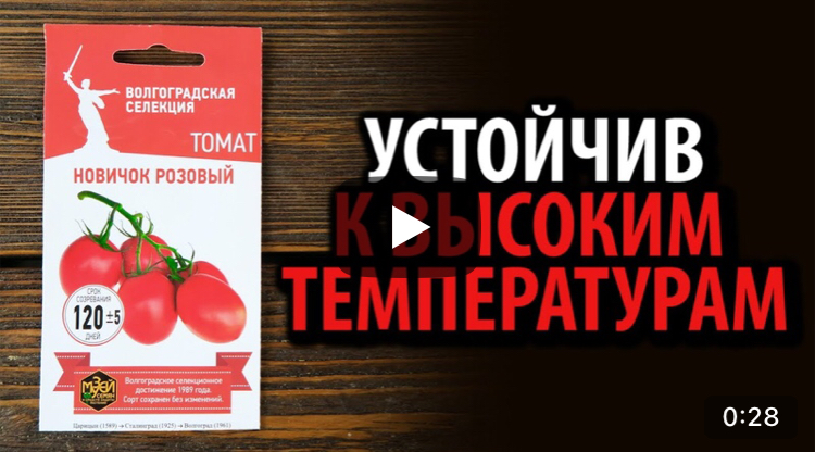 Такой томат: посадил и забыл, через 2 месяца урожай снял.