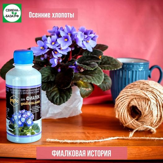 Выращивание фиалок - целая наука.