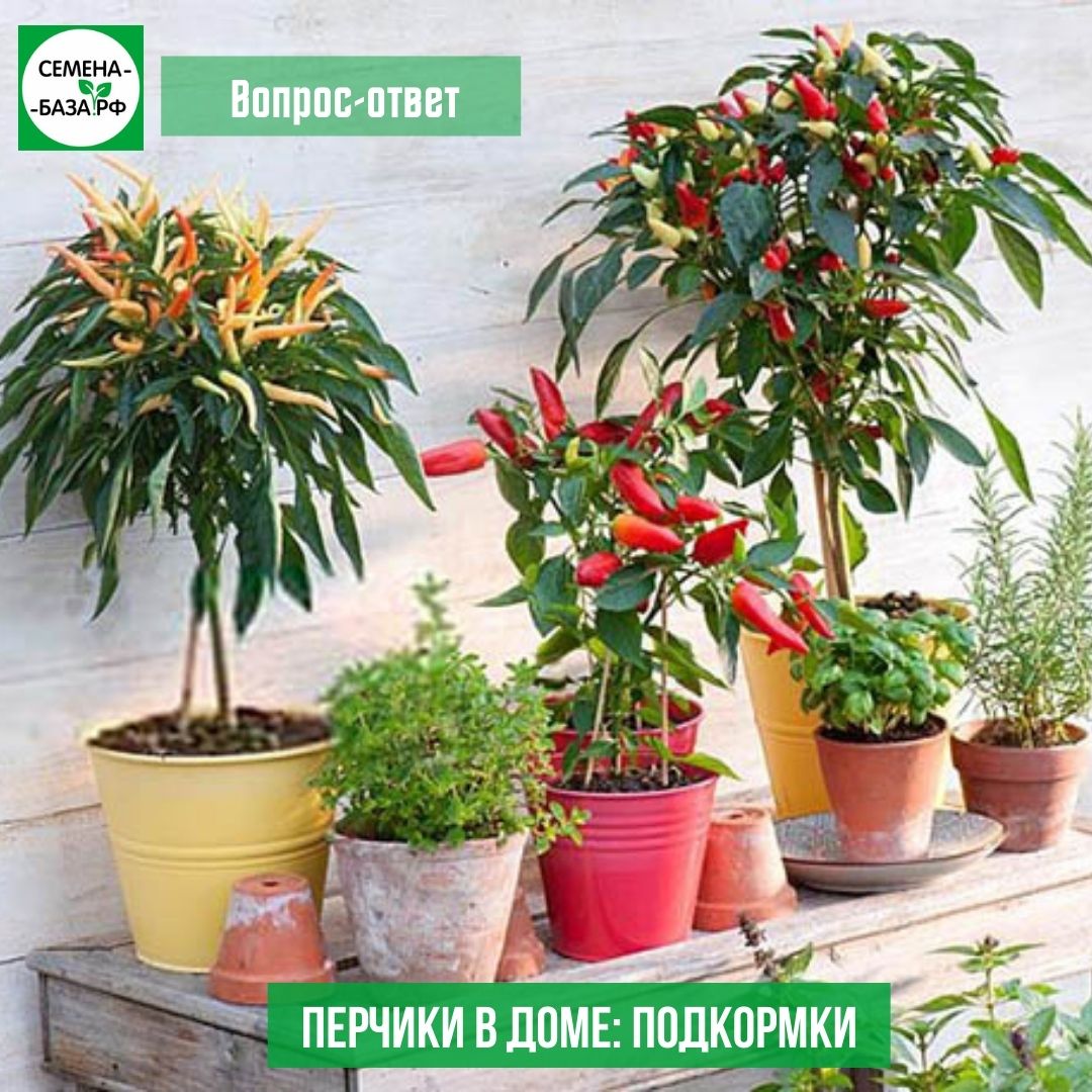 Чем подкармливать перчики на подоконнике?