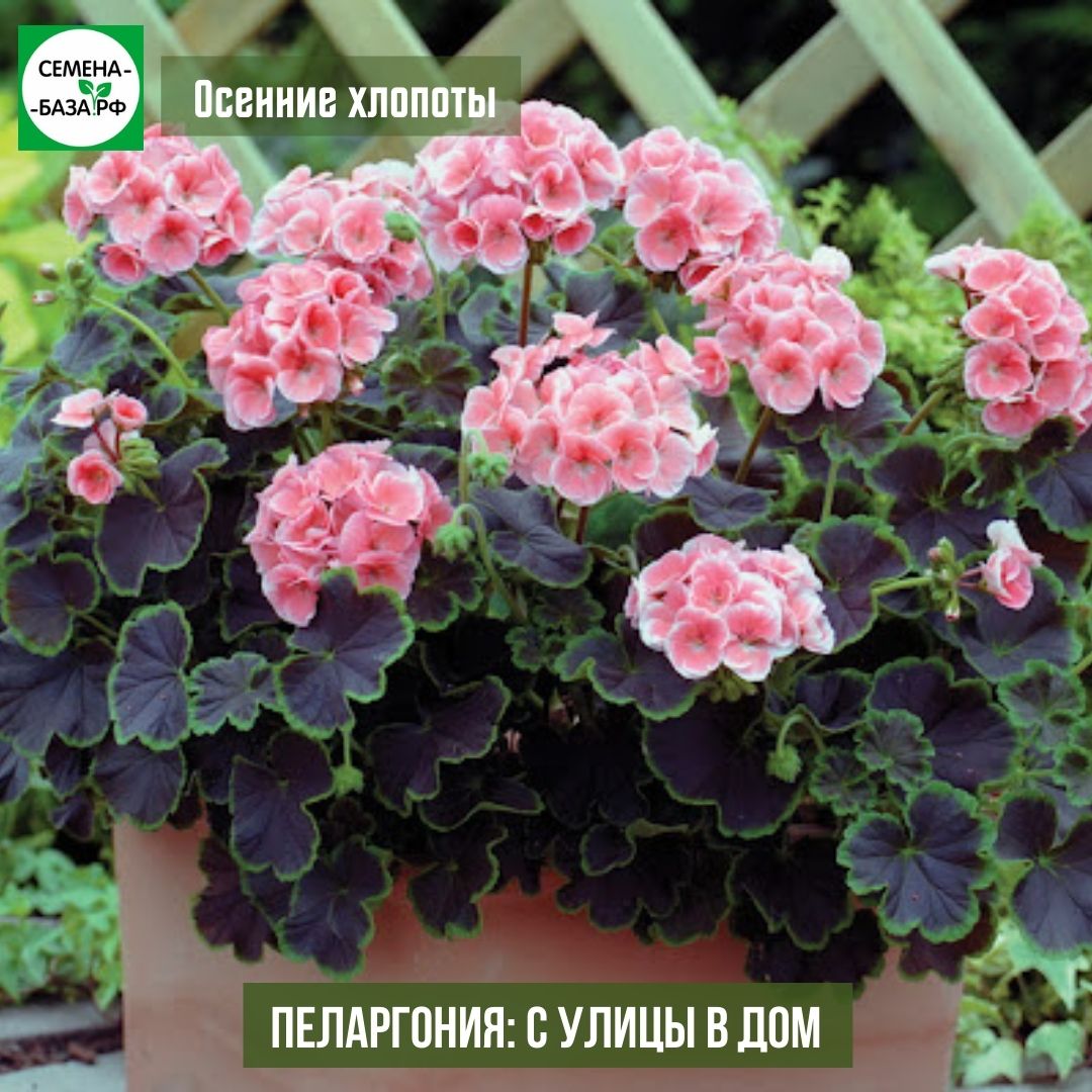 Можно ли удобрять пеларгонии осенью?