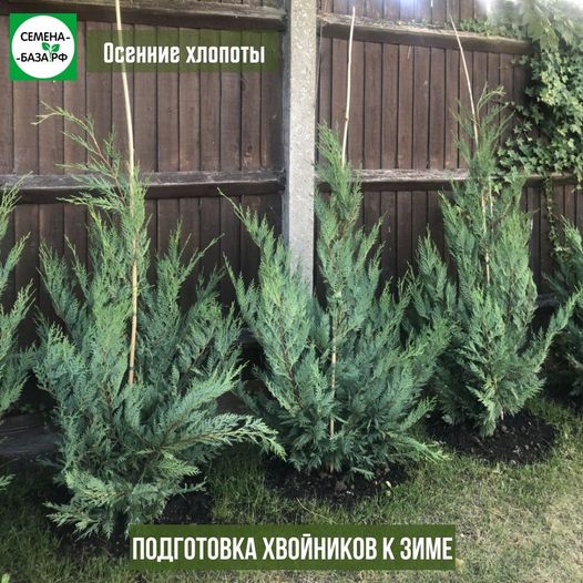 Укрывать или не укрывать тую