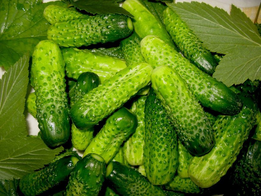 Какие огурцы лучше для засолки?
