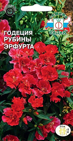 Семена годеции Рубины Эрфурта
