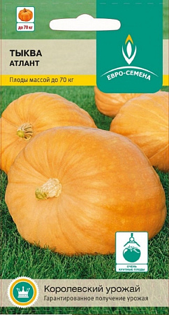 Семена тыквы Атлант