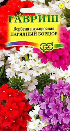 Семена вербены Нарядный бордюр
