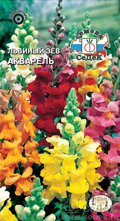 Семена львиного зева Акварель