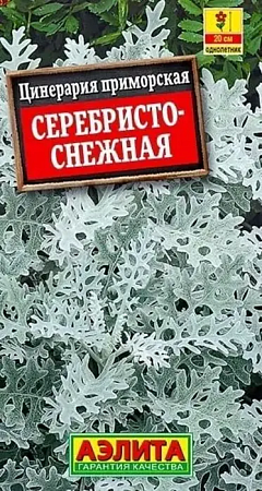 Семена цинерарии Серебристо-снежная  