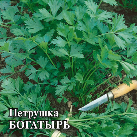 Семена петрушки Богатырь (весовые) 