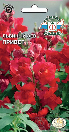 Семена львиного зева Привет