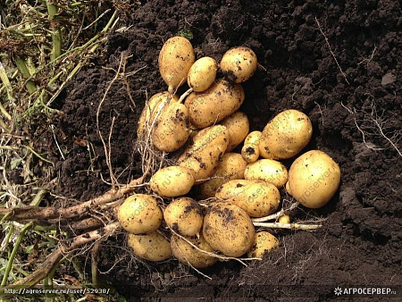 Картофель семенной КОЛОМБО 1-ая репродукция