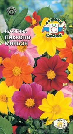 Семена георгины Пикколо Миньон