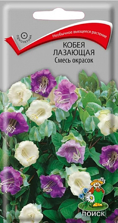 Семена кобеи Лазающая Смесь Окрасок 5шт