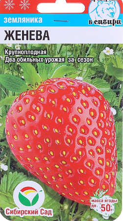 Семена клубники Женева 10шт