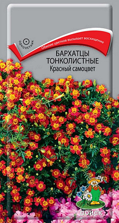 Семена бархатцев Красный Самоцвет