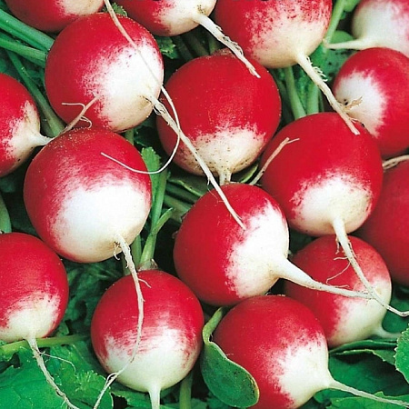 Семена редиса Розово-Красный с б/к белый пакет