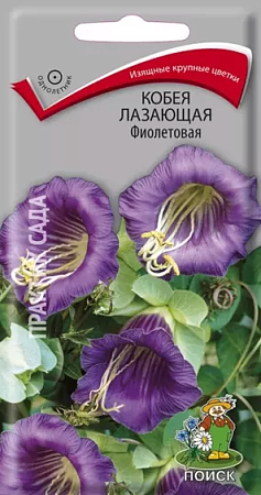 Семена кобеи Фиолетовая 0,5г